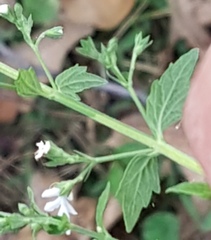 Teucrium corymbosum
