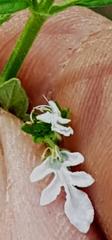 Teucrium corymbosum
