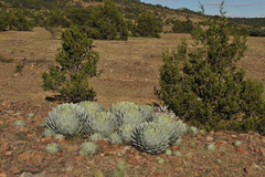Agave parryi truncata