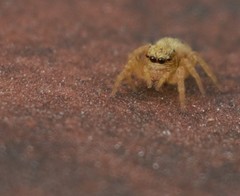 Carrhotus viduus