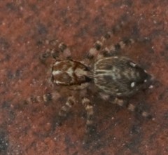Plexippus paykulli