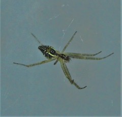Cyrtophora cicatrosa