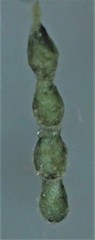 Cyrtophora cicatrosa