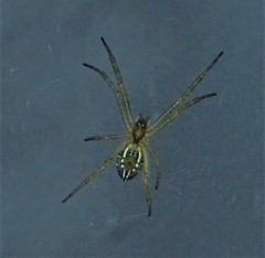 Cyrtophora cicatrosa