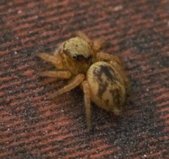Carrhotus viduus