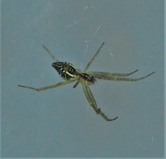 Cyrtophora cicatrosa