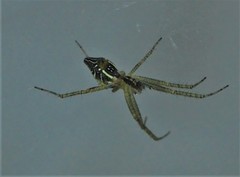 Cyrtophora cicatrosa