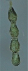 Cyrtophora cicatrosa
