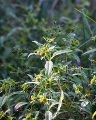 Bidens comosa