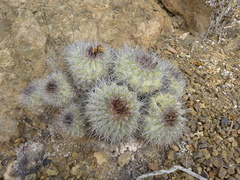 Copiapoa grandiflora