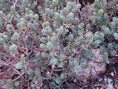 Thymelaea tinctoria