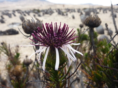 Gypothamnium pinifolium