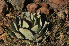 Agave parryi truncata