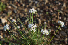 Allium polyrhizum
