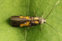 Chrysoclista lathamella