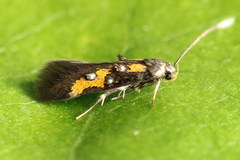 Chrysoclista lathamella