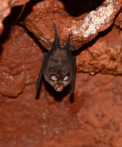 Blyth's Horseshoe Bat