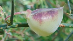 Daviesia inflata