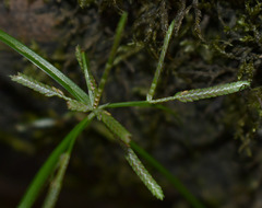 Cyperus trinervis