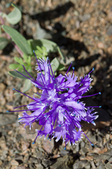 Caryopteris mongholica