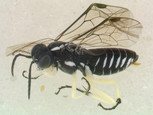 Macrophya tenella