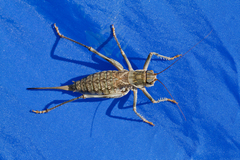 Bradyporinae