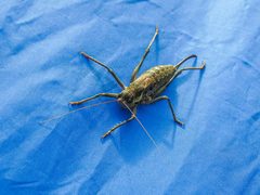 Bradyporinae