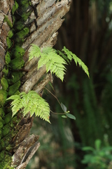 Davallia fejeensis