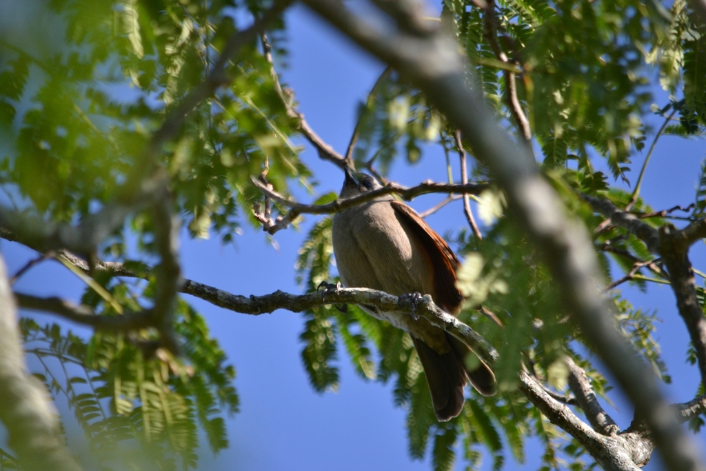 Grayish Baywing from Camino Interno Sta Teresita, Villa Elisa, Buenos ...