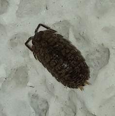 Porcellium collicola