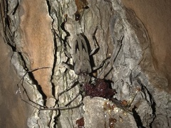 Acanthocinus nodosus