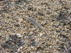 Liolaemus nigromaculatus