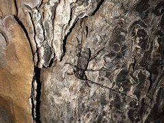 Acanthocinus obsoletus