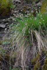 Sesleria