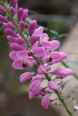 Comesperma virgatum