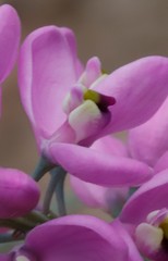 Comesperma virgatum