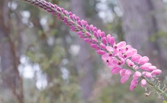 Comesperma virgatum