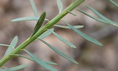 Comesperma virgatum