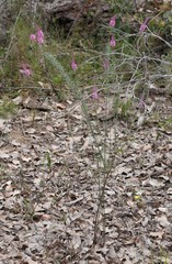 Comesperma virgatum