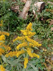 Solidago canadensis