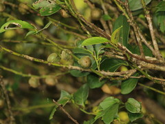 Diospyros maritima