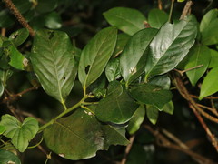 Diospyros maritima