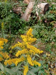 Solidago canadensis