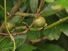 Diospyros maritima