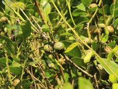 Diospyros maritima