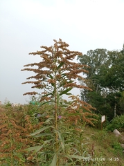 Solidago canadensis