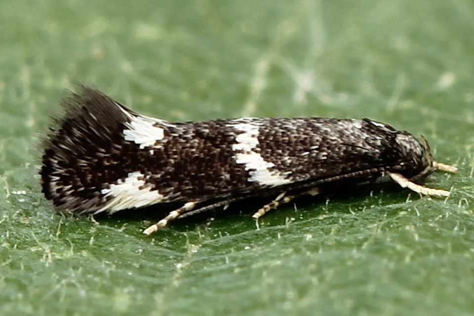 Elachista opacella