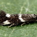 Elachista atricomella - Photo (c) Andrey Ponomarev, some rights reserved (CC BY-NC), uploaded by Andrey Ponomarev