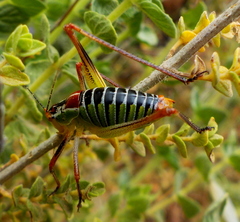 Poecilimon cretensis