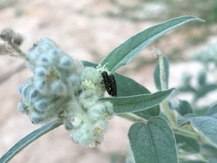Agrilus lacustris